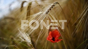 23.000 dinara za tonu pšenice